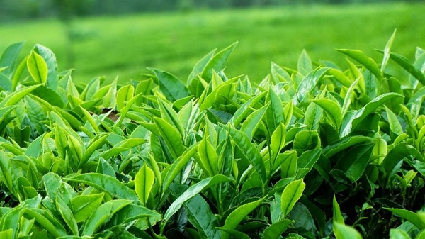 Bộ Kit Innisfree Trà Xanh Green Tea Special Kit Set