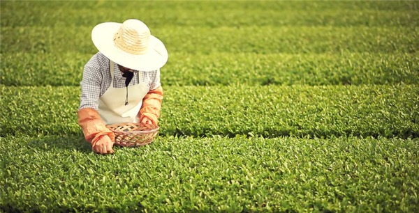 nước hoa hồng innisfree green tea seed skin phiên bản 2018 review
