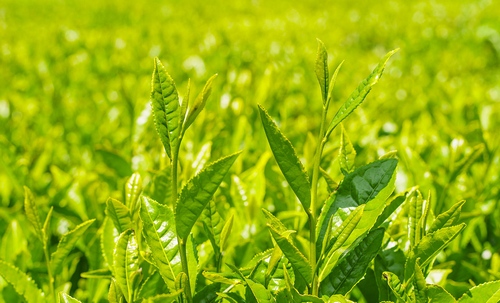 Xịt Khoáng Trà Xanh Innisfree Green Tea Mineral Mist 50ml